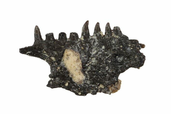 Permian Synapsid (Mycterosaurus?) Jaw Section - Oklahoma #137618